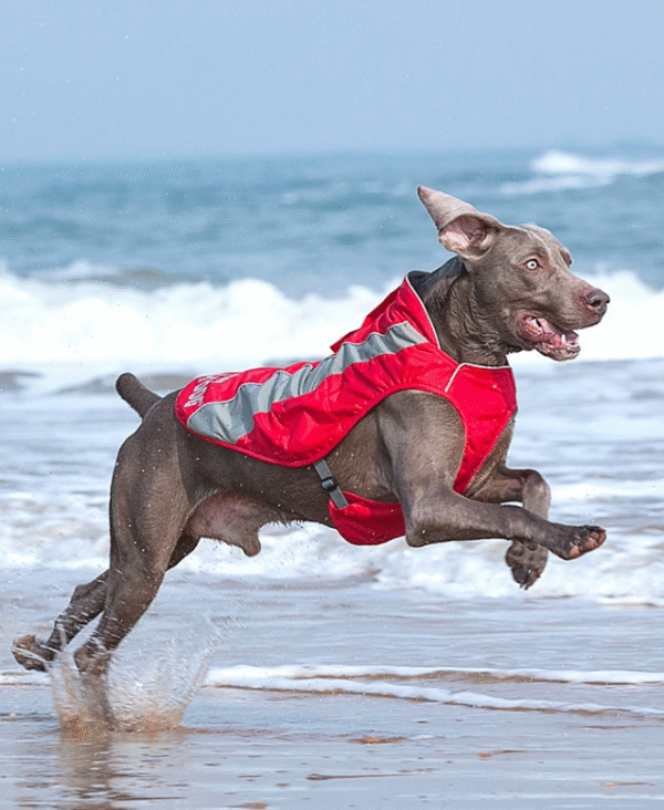 190f15af-2d19-49e8-a6bc-bea28a179c39 Track Jacket Reflective Safety Dog Vest