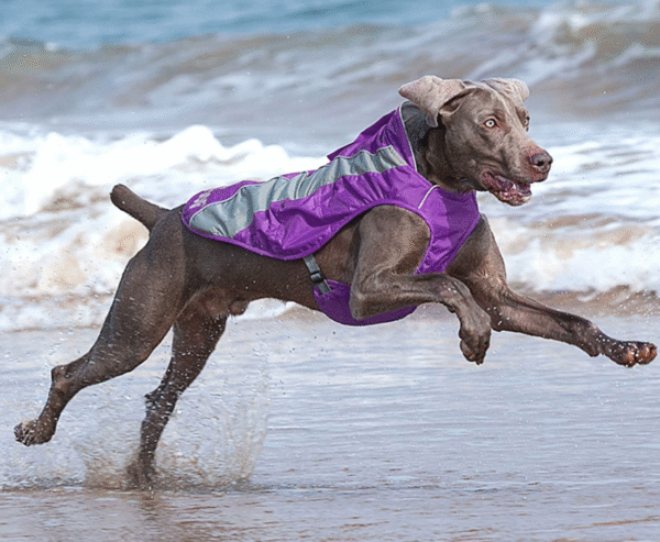 Track Jacket Reflective Safety Dog Vest（Purple）