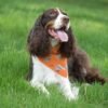 Insect Shield Dogs & Bones Flea & Tick Bandana For Dogs (Orange)
