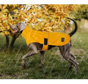 Big Dog Outdoor Raincoat Waterproof