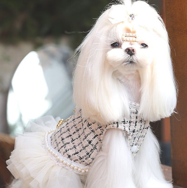 Chanel Style Pet Clothes