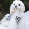 Celebrity-style Pet Clothes