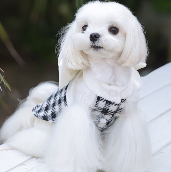 Celebrity-style Pet Clothes