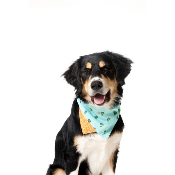fuzzyard-pet-bandana-tucson-lifestyle-1.jpg FuzzYard Pet Bandana (Tucson)