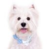 Bow Dog Necklace (Blue)
