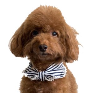 Convertible Bandana For Dogs (Coco)