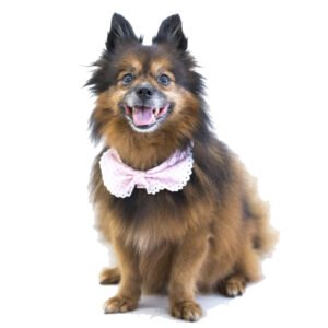 Convertible Bandana For Dogs (Perry)