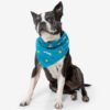 Insect Shield Ball & Squirrel Flea & Tick Bandana For Dogs (Teal)