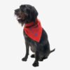 insect-shield-paisley-dog-bandana-2.jpg Insect Shield Paisley Flea & Tick Bandana For Dogs (Poppy)